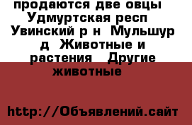 продаются две овцы - Удмуртская респ., Увинский р-н, Мульшур д. Животные и растения » Другие животные   